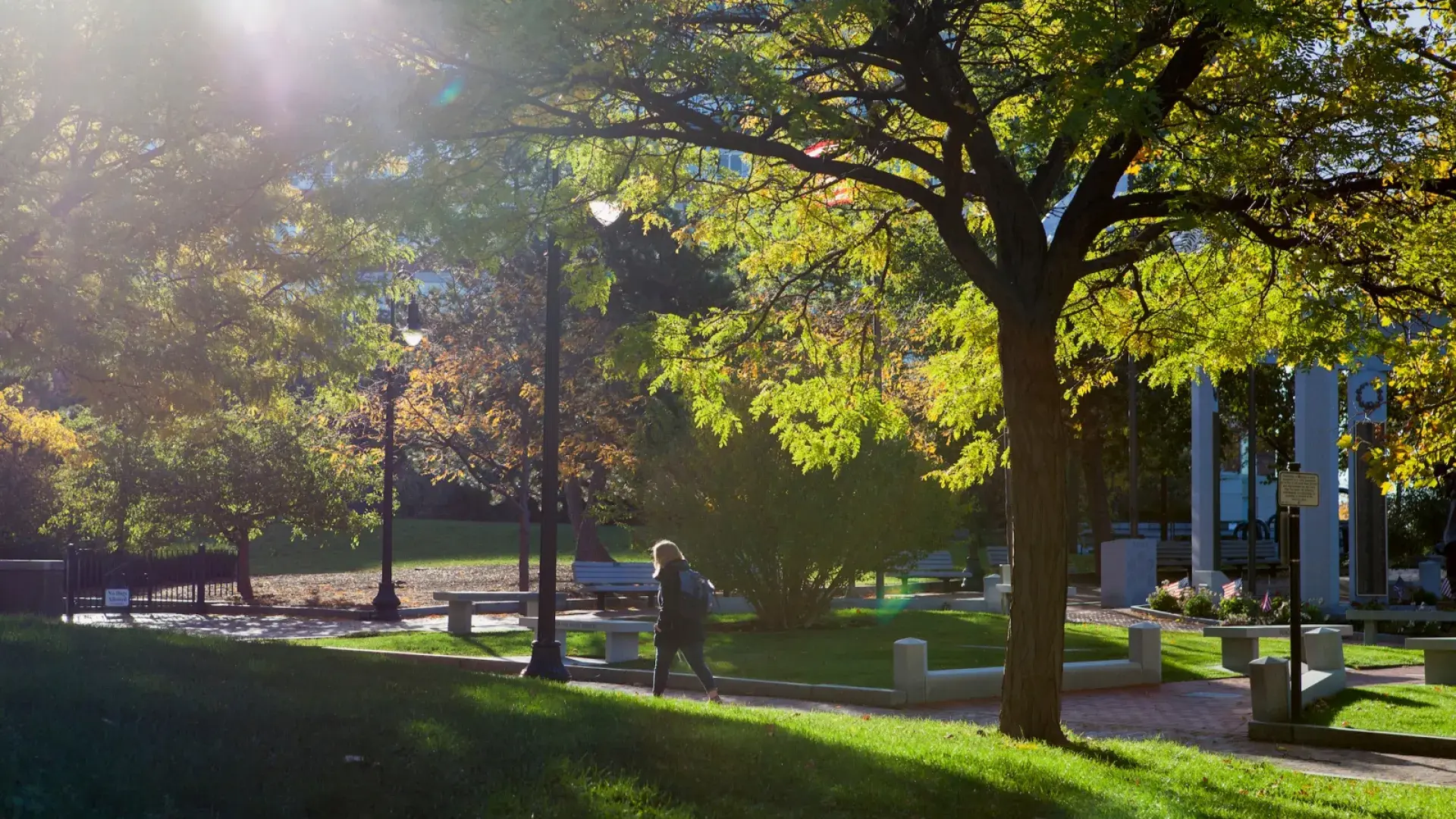 Tree lined campus walkway