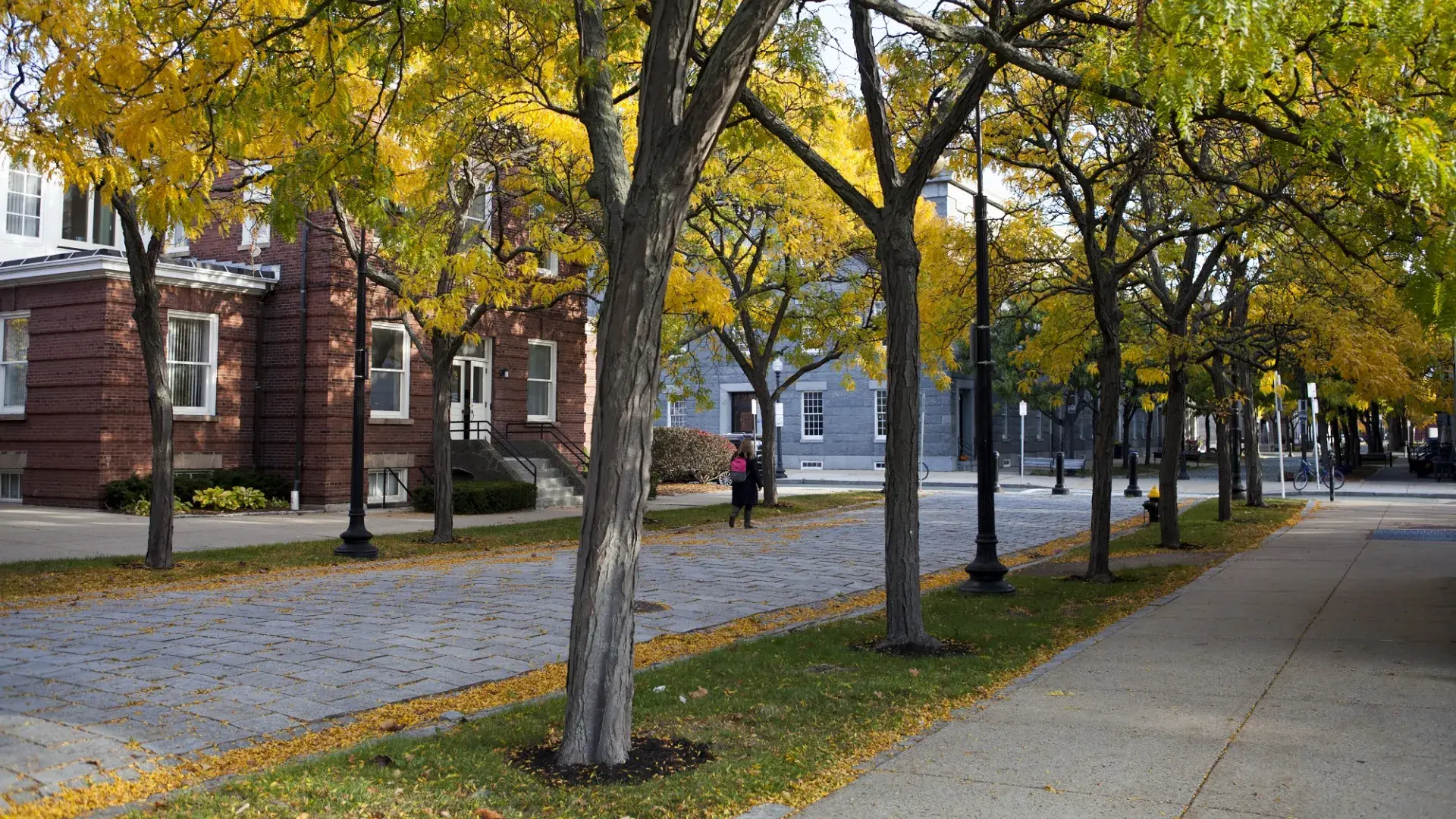green and yellow trees along a cobblestone path