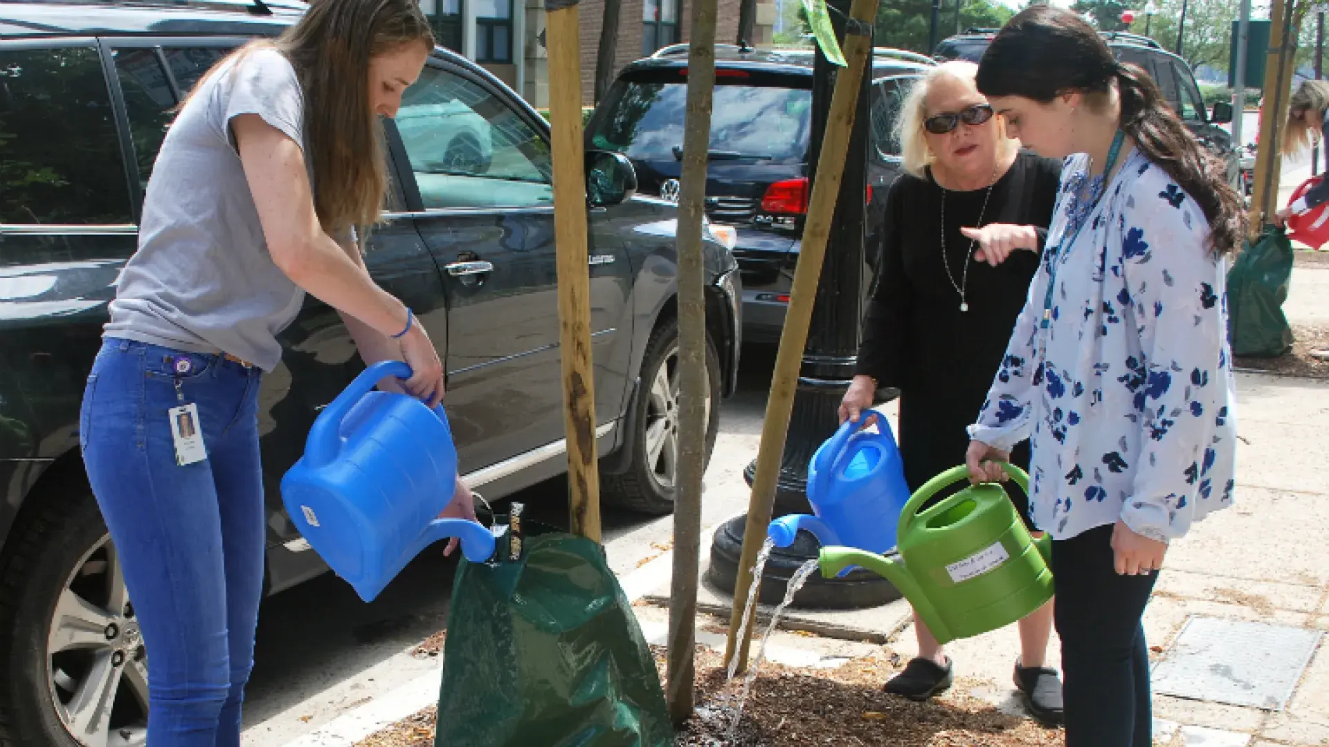 people water a tree growing in a city sidewalk
