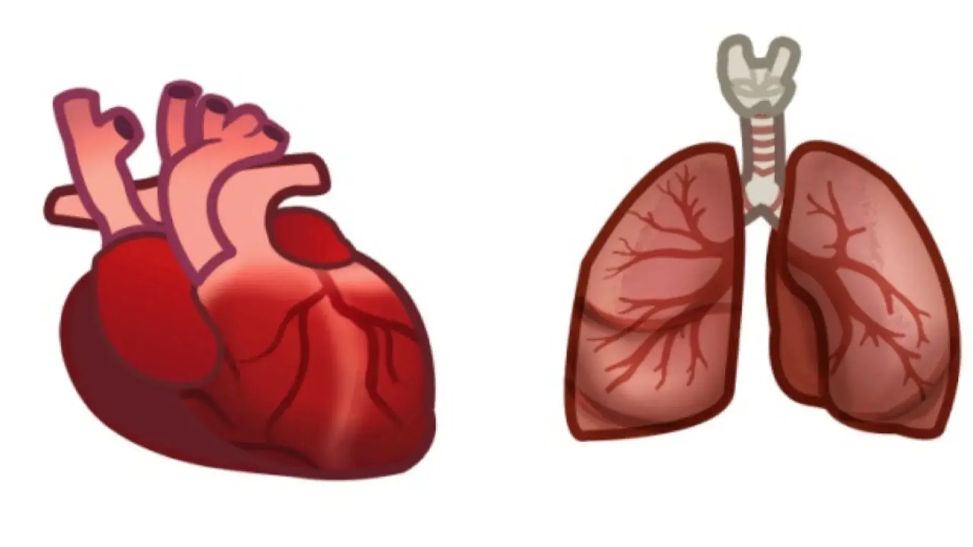 illustration of an anatomical heart and also an anatomical lung