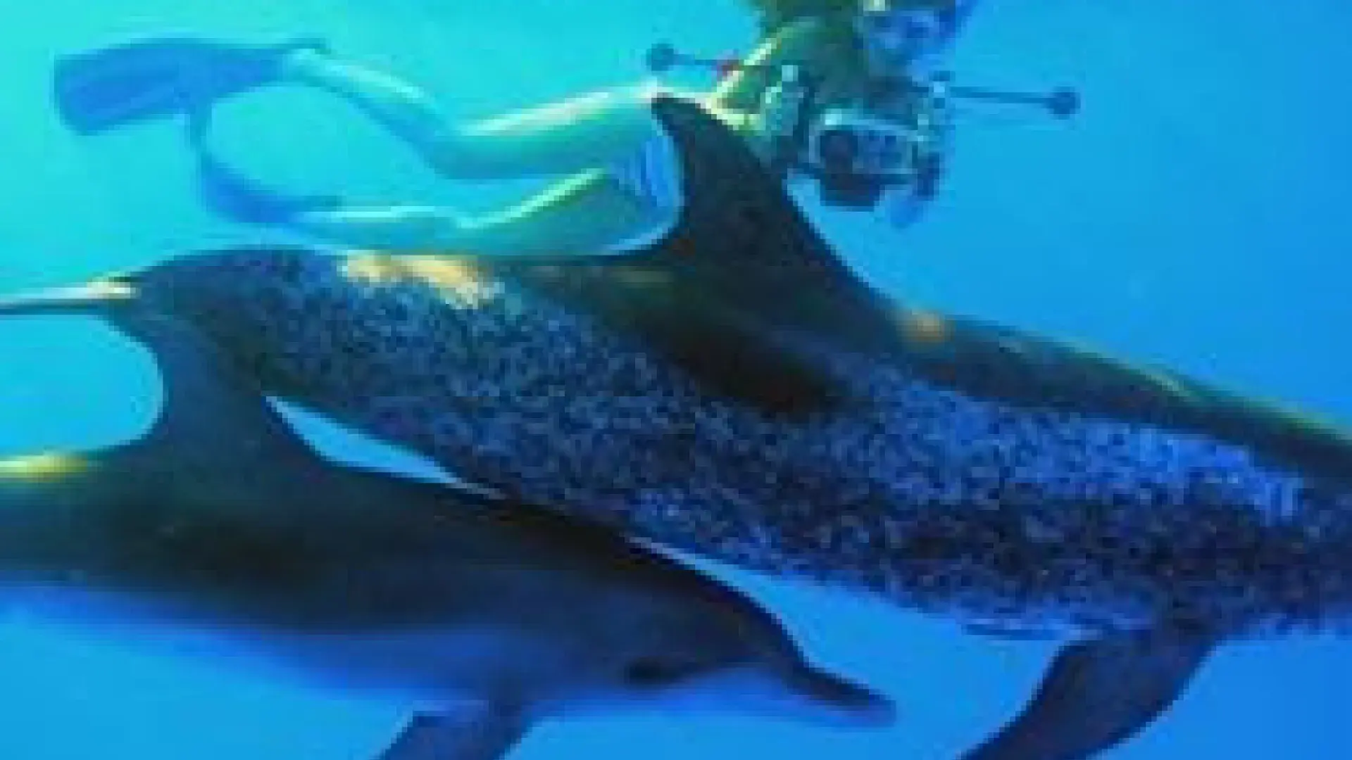 woman swims with two dolphins