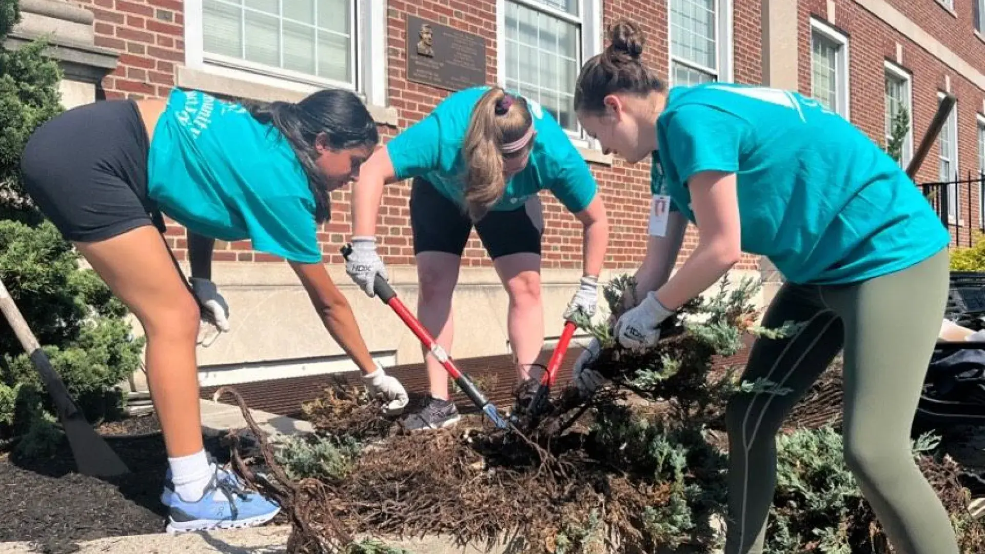 A woman uses a tool to cut the roots of a plant that two other woman are pulling on