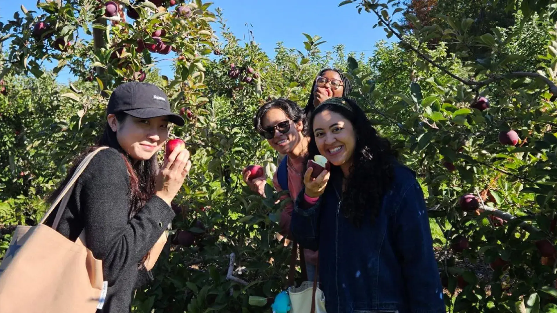 Four women hold or eat apples while standing near apple trees