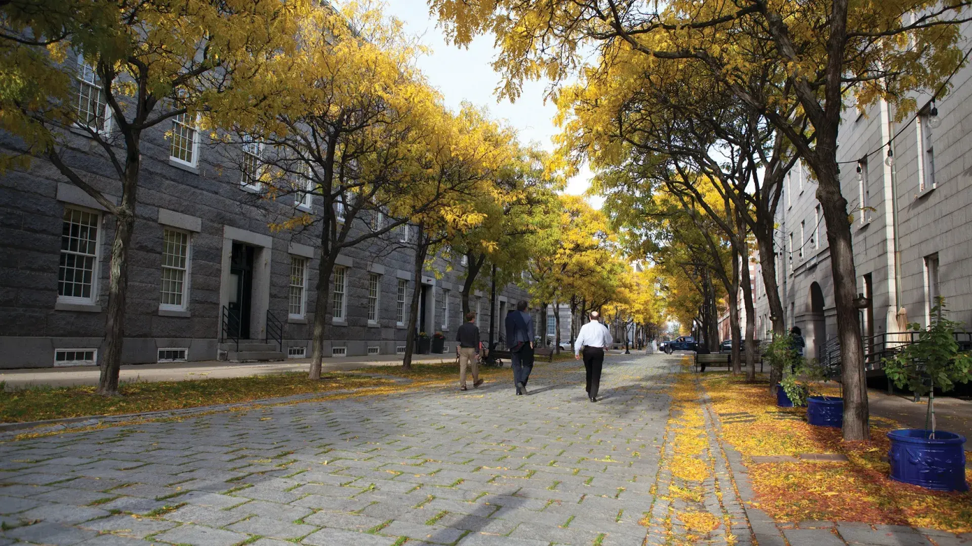 people stroll down a cobblestone path lined by yellow trees