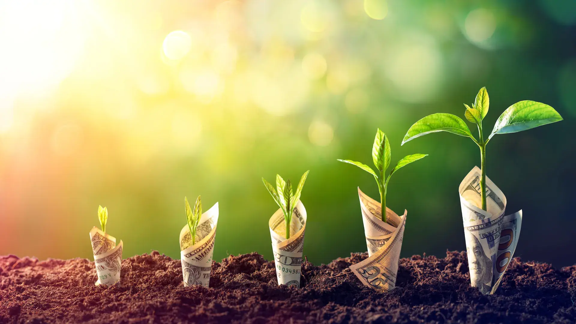 5 plants wrapped in money each bigger than the last