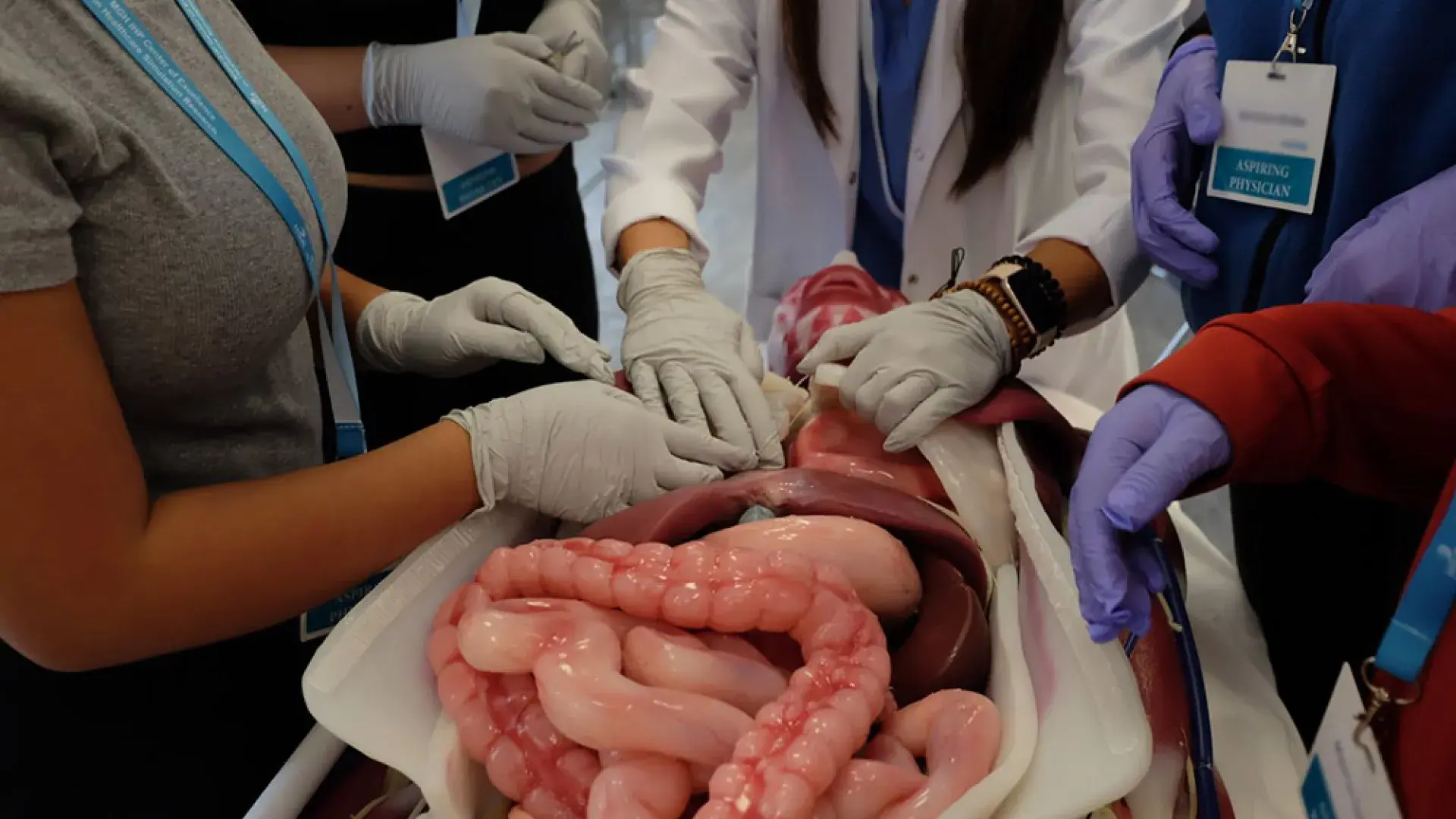 Gloved hands work on a manikin that shows the anatomy of the abdominal area