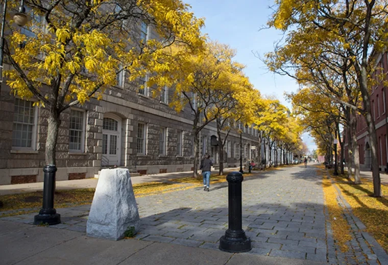 a cobblestone path is flanked by brick buildings and yellow fall trees