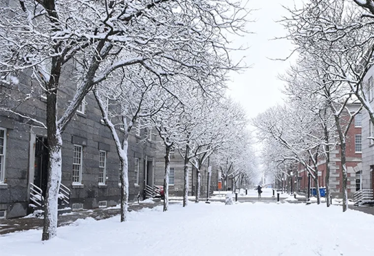 snow coats the trees and a path through brick buildings