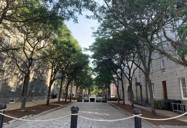 stone path leads through trees in bloom
