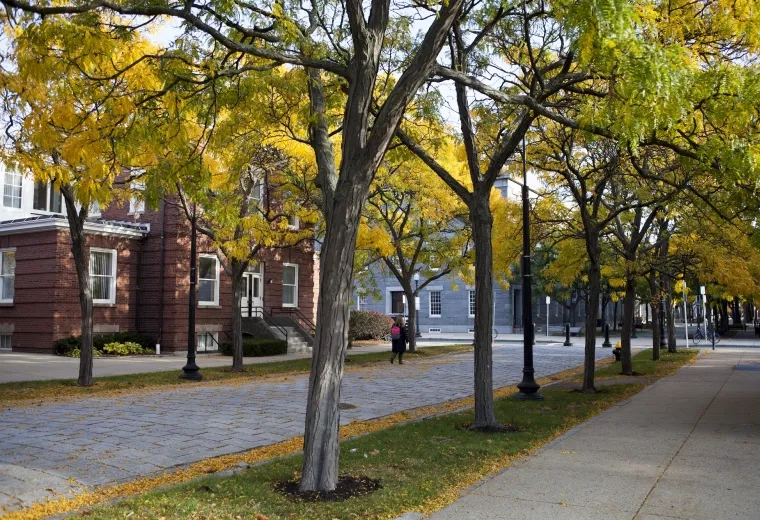 green and yellow trees along a cobblestone path