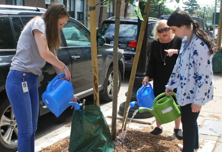 people water a tree growing in a city sidewalk