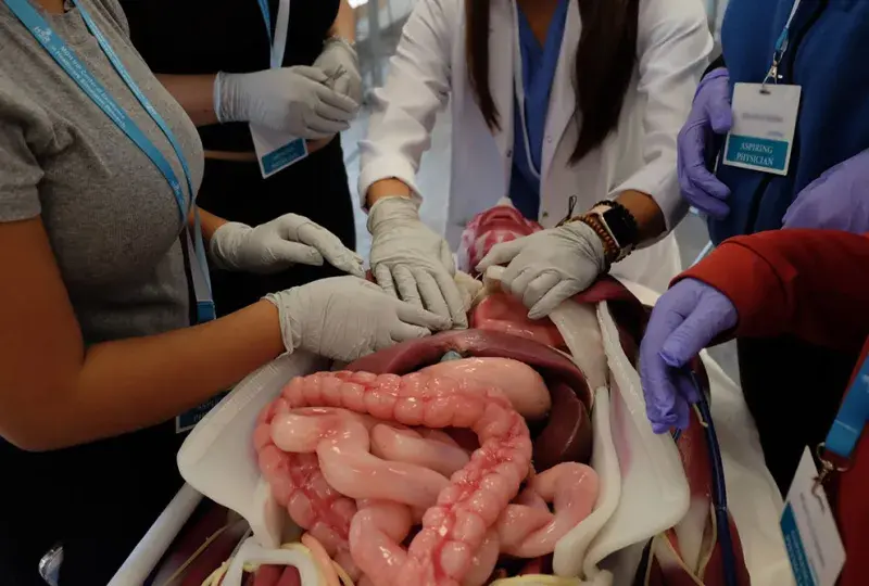 Gloved hands work on a manikin that shows the anatomy of the abdominal area