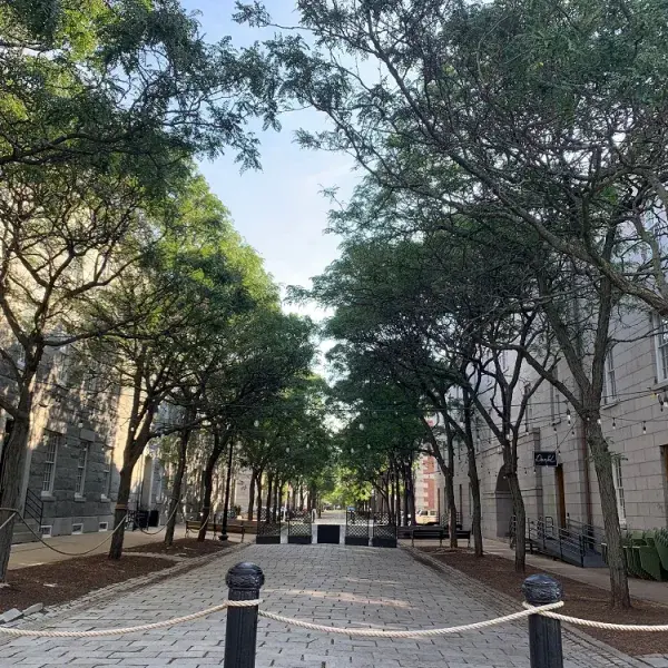 stone path leads through trees in bloom