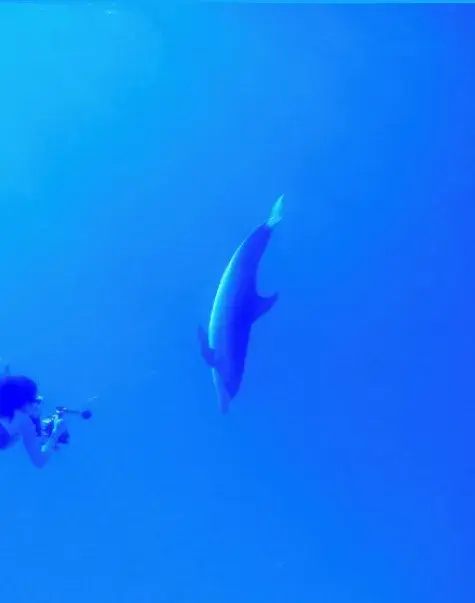 WOMAN DIVES WITH SHARK